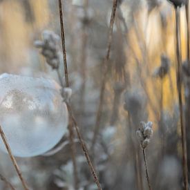 Bevroren zeepbel tussen takken van Moetwil en van Dijk - Fotografie