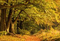 Bos in herfstkleuren