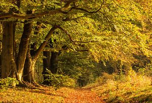 Wald in Herbstfarben von Ilya Korzelius