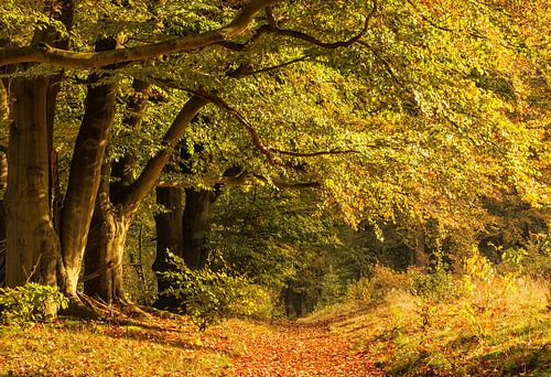 Bos in herfstkleuren