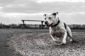 Staffordshire Bullterriër Nina!