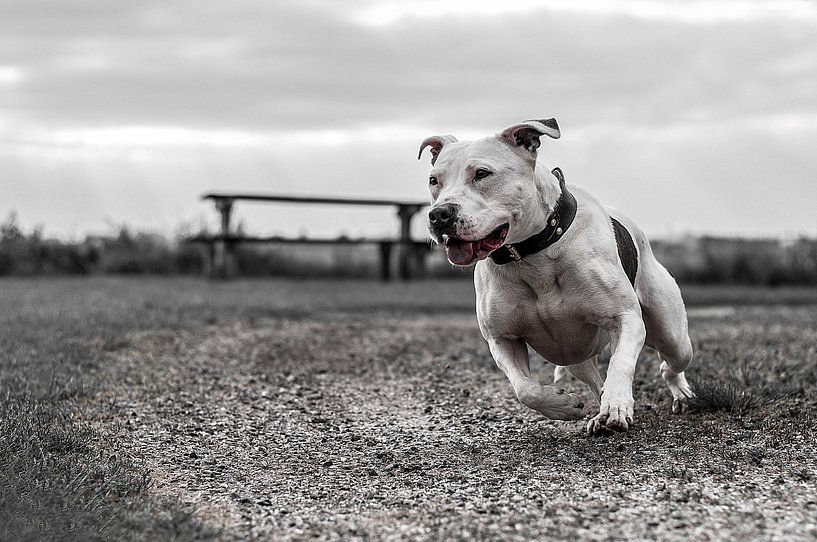 Staffordshire Bullterriër Nina! by Sidney Portier