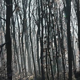 donkere bomen  sur Danique Van Dijk