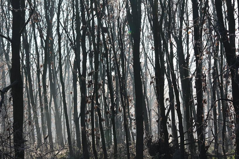 donkere bomen  par Danique Van Dijk