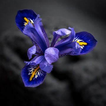 Iris by Jolanda van Straaten