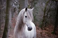 Weißes Pferd im Wald