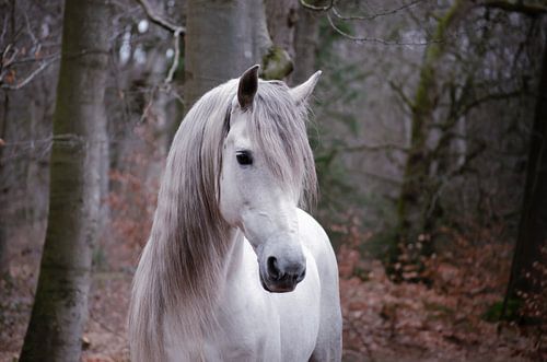 Weißes Pferd im Wald