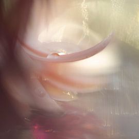 Flower & Water Drops by Perspective