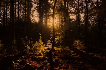 Magical autumn sculpture in forest