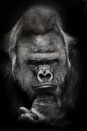 Sombere gedachten van een machtige mannelijke gorilla over ecologie en uganda, zwart-wit foto, zwart