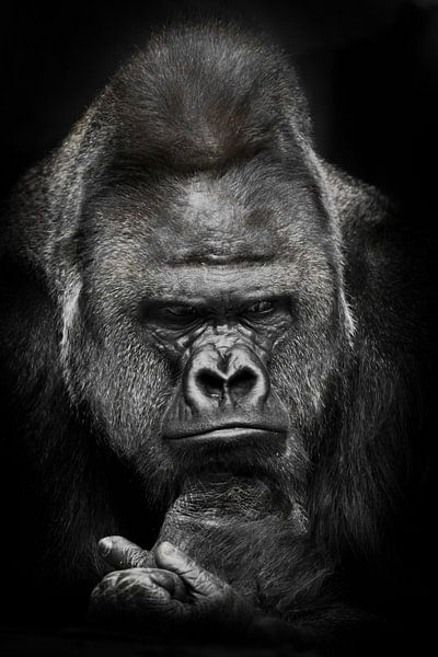 Düstere Gedanken eines mächtigen männlichen Gorillas über Ökologie und Uganda, schwarz-weißes Foto,  von Michael Semenov