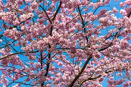 Kersenbloesem by Peter Leenen