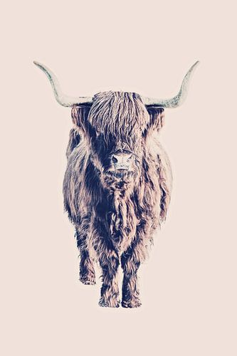 Highland Cattle Colin Rose