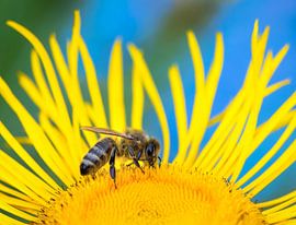 Photo macro d'une abeille sur une fleur jaune sur ManfredFotos