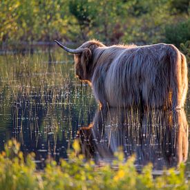 Schottischer Highlander im Wasser von Maurice van de Waarsenburg