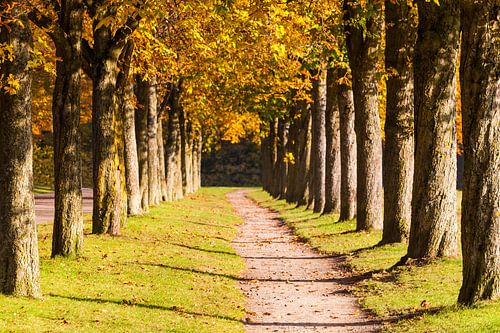 Kastanjelaan in de herfst