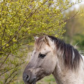 Portret van een Konikpaard | Natuur fotografie | Wildlife fotografie van Barbara Kempeneers