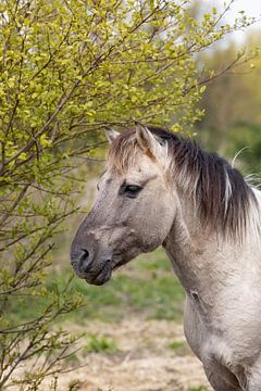 Portrait d'un cheval Konik | Photographie de nature | Photographie de la vie sauvage sur Barbara Kempeneers