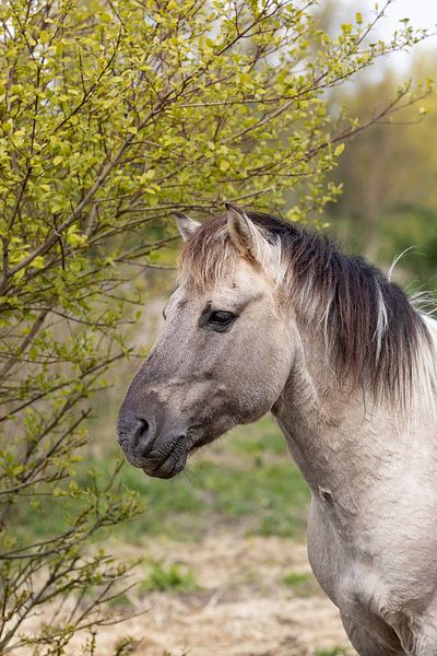 Portrait of a Konik horse | Nature photography | Wildlife photography by Barbara Kempeneers