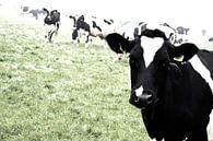 Hollands plaatje van Nienke Stegeman thumbnail