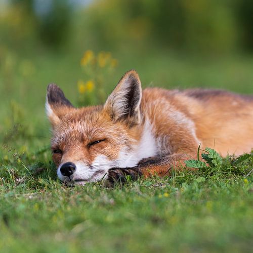 Slapend vosje vierkant van Anouschka Hendriks