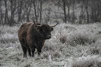 Schwarzer schottischer Highlander