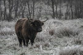 Schwarzer schottischer Highlander von Mark Damhuis