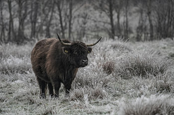 Schwarzer schottischer Highlander