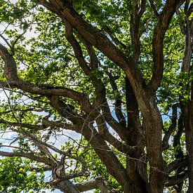 Het groene weelderige bos van het loonse en drunense duinen in Drunen, van Norbert Versteeg