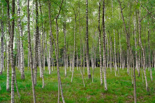 Birch forest with grassy vegetation