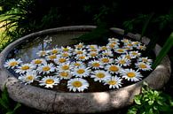 Daisy blooms in a pool of water by Claude Laprise thumbnail