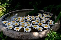 Daisy blooms in a pool of water