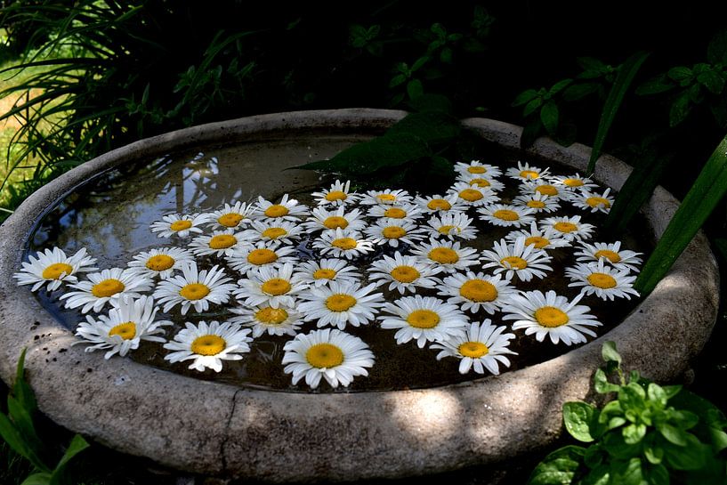 Daisy blooms in a pool of water by Claude Laprise
