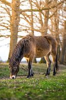 Poney Esmoor en position de détente dans le pré