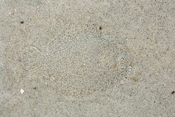 Ein Steinbutt (Scophthalmus maximus) getarnt auf dem Meeresboden, Schiermonnikoog, Friesland, Nieder von Nature in Stock