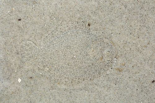Een Tarbot (Scophthalmus maximus) gecamoufleerd op de zeebodem, Schiermonnikoog, Friesland, Nederlan