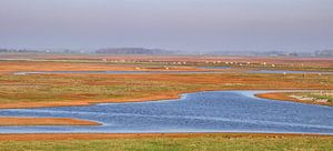 Plan Tureluur - Schouwen Duiveland