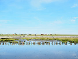 Friedrichskoog – a North Sea idyll on the dyke