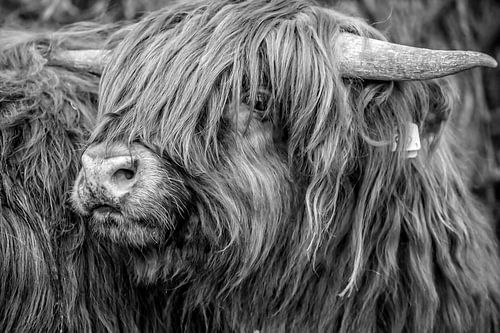 Schotse hooglanders