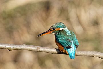 Ijsvogel vrouw van Roos Piek