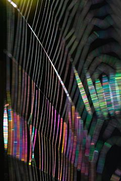 Kleurenspektakel, gemaakt door spinnen van Anne Ponsen