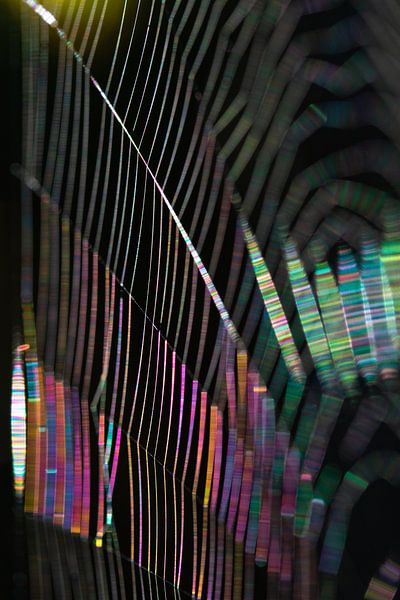 Kleurenspektakel, gemaakt door spinnen van Anne Ponsen