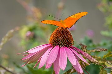 Papillon de la passiflore orange sur un tournesol rouge. sur Jolanda Aalbers