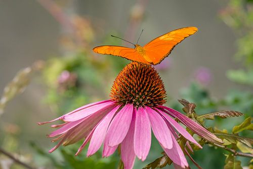 Orange passionflower butterfly on red sunflower.