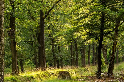 Bospad tijdens een wandeling op de Veluwe, Nederland.