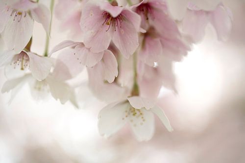 Gâterie rose. Blossom