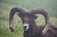 Mufflon im Nebel