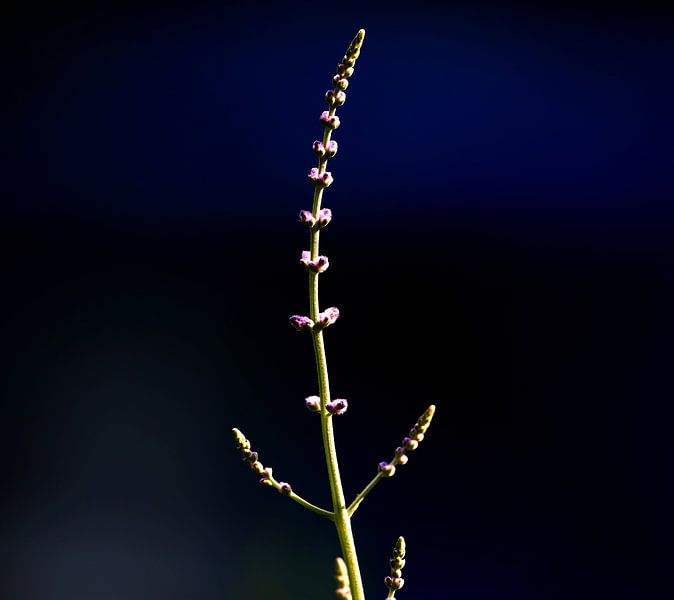 Sage by foto by rob spruit