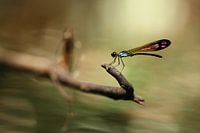 Une demoiselle dans la forêt tropicale humide de Malaisie