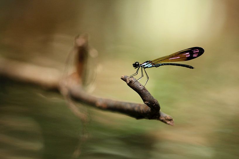 Eine Seejungfer im tropischen Regenwald von Malaysia von Simon Hazenberg